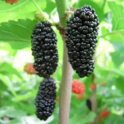 Шелковица ГАЛИЦИЯ в Самохваловичи