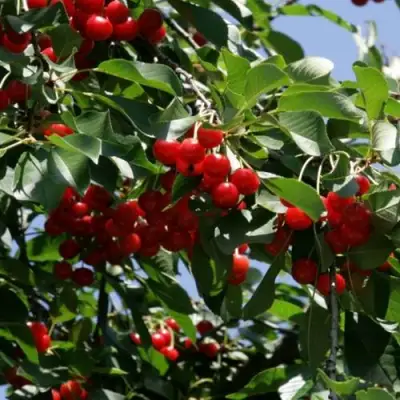 Вишня БРУСНИЦЫНА степная в Самохваловичи