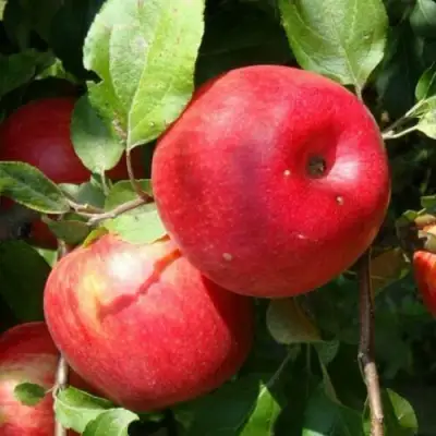 Яблоня ВАЛЕРИЯ в Самохваловичи