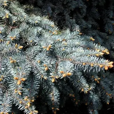 Ель НАНА сизая в Самохваловичи