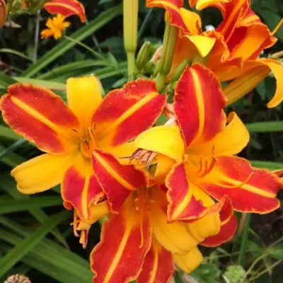 Лилейник ФРАНС ХАЛС в Самохваловичи