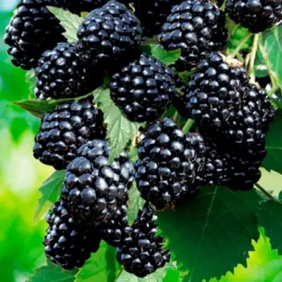 Ежевика ЛОХТЕЙ бесшипная в Самохваловичи