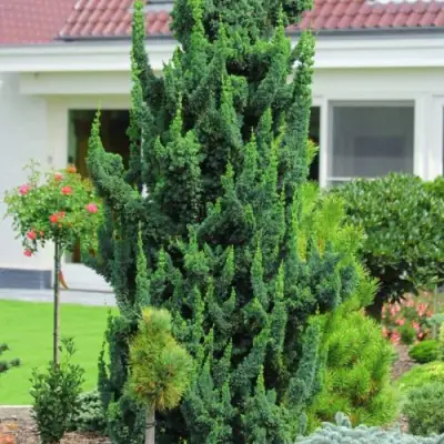 Кипарисовик ВИСЕЛЛИ лавсона в Самохваловичи