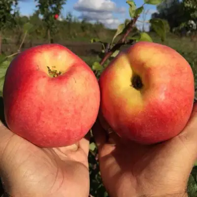 Яблоня КОВРОВОЕ стелющаяся в Самохваловичи