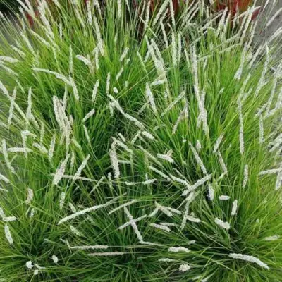 Сейслерия ОСЕННЯЯ в Самохваловичи