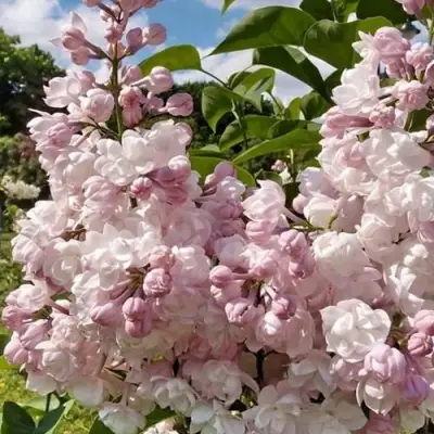 Сирень КРАСАВИЦА МОСКВЫ в Самохваловичи