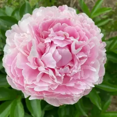 Пион КАТРИН ФОНТЕЙН травянистый в Самохваловичи