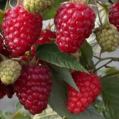 Малина ЭЛЕГАНТНАЯ в Самохваловичи