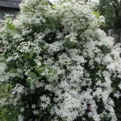 Клематис МАНЬЧЖУРСКИЙ в Самохваловичи