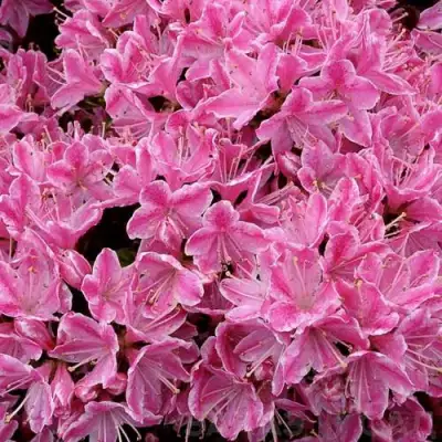 Азалия КЕРМЕСИНА РОУЗ японская в Самохваловичи