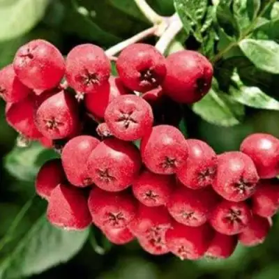 Рябина МОРАВСКАЯ сладкоплодная в Самохваловичи