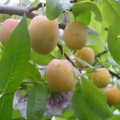 Слива УТРО в Самохваловичи