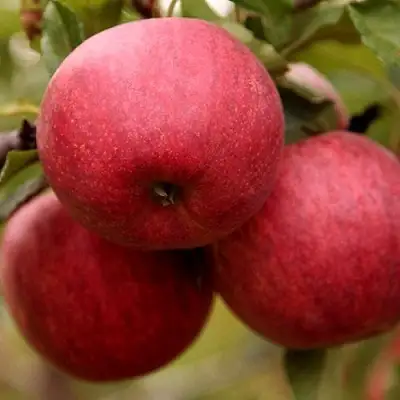 Яблоня ГАЛА ШНИГА в Самохваловичи