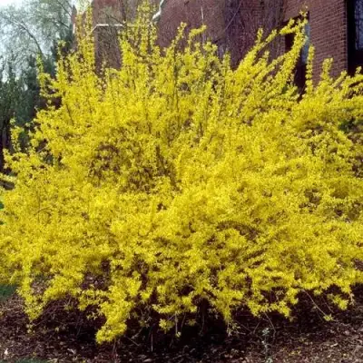 Форзиция ТАРАНДТ промежуточная в Самохваловичи