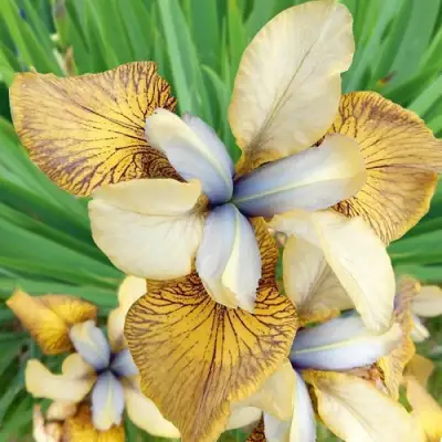 Ирис ФЛАЙИНГ ФИДДЛЗ сибирский в Самохваловичи