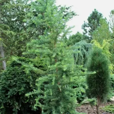 Лиственница КЕМПФЕРА в Самохваловичи