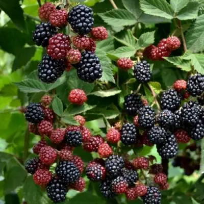 Ежевика РУБЕН ремонтантная  в Самохваловичи