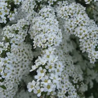 Спирея АРГУТА в Самохваловичи