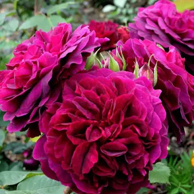 Роза МАНСТЕД ВУД английская в Самохваловичи