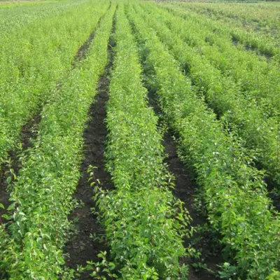 Подвой сливы ДИКАЯ АЛЫЧА в Самохваловичи