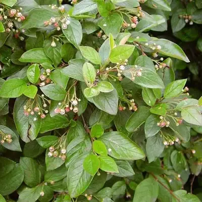 Кизильник блестящий в Самохваловичи