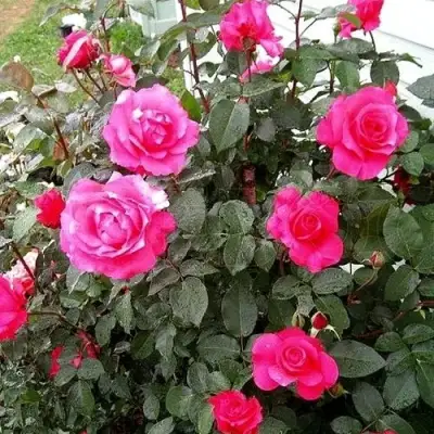 Роза МАЛИНОВЫЙ ЗВОН чайно-гибридная в Самохваловичи