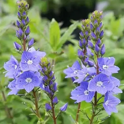 Вероника РОЯЛ БЛЮ большая в Самохваловичи