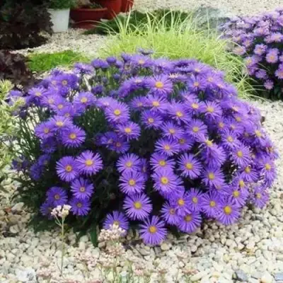 Астра ЛЕДИ ИН БЛЮ в Самохваловичи