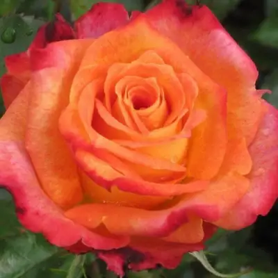 Роза ВАУ чайно-гибридная в Самохваловичи