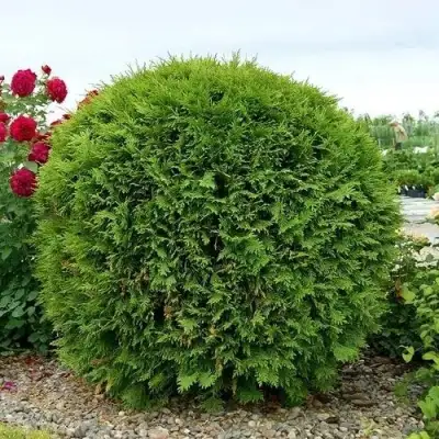 Туя ВУДВАРДИ западная в Самохваловичи