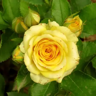 Роза САН СИТИ спрей в Самохваловичи