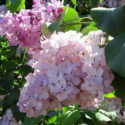 Сирень ГОРТЕНЗИЯ в Самохваловичи