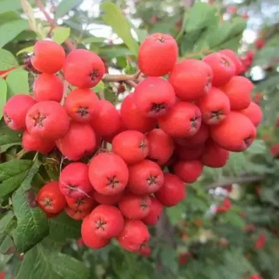 Рябина НЕВЕЖИНСКАЯ сладкоплодная в Самохваловичи