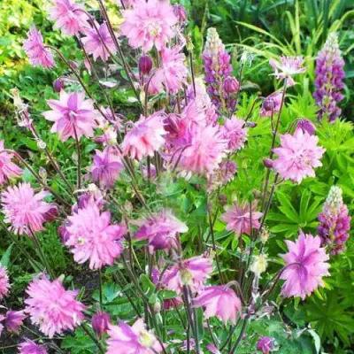 Аквилегия БАРЛОУ ПИНК гибрид МакКаны в Самохваловичи