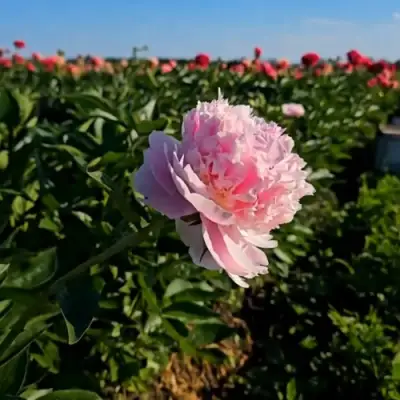 Пион ИМПЕРАТОРСКАЯ НАЛОЖНИЦА древовидный в Самохваловичи
