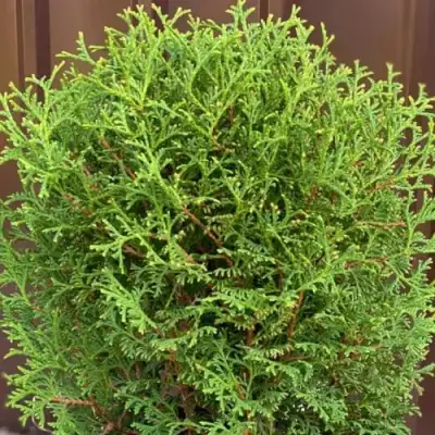 Туя ХОЗЕРИ западная в Самохваловичи