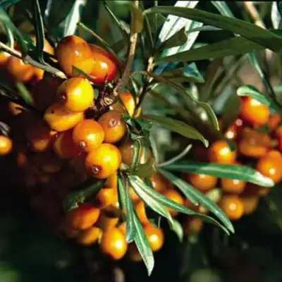 Облепиха ДАР КАЗАКОВУ в Самохваловичи