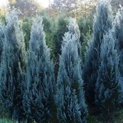 Кипарисовик ДАРТС БЛЮ РИББОН лавсона в Самохваловичи