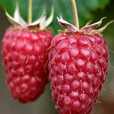 Малина РУБИНОВОЕ ОЖЕРЕЛЬЕ в Самохваловичи