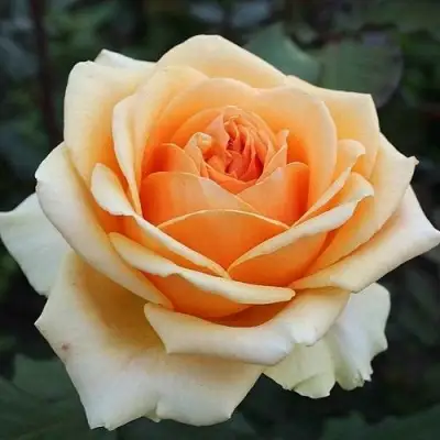 Роза ГЕЙША чайно-гибридная в Самохваловичи