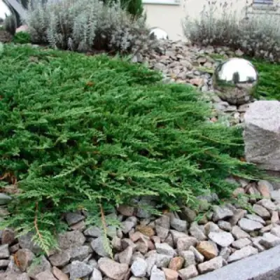 Можжевельник ПРИНЦ ОФ УЭЛЬС горизонтальный в Самохваловичи