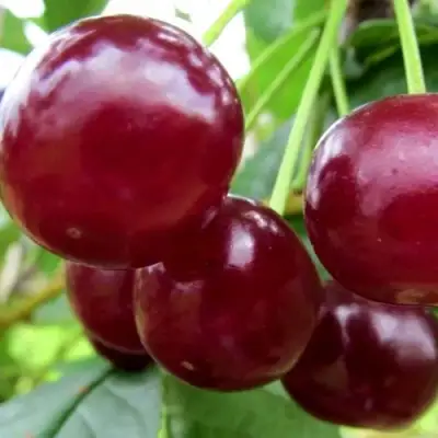 Вишня ГРИОТ БЕЛОРУССКИЙ в Самохваловичи