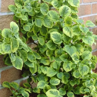 Гортензия МИРАНДА черешковая в Самохваловичи