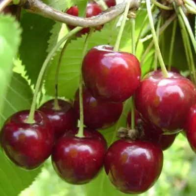 Вишня ХАРИТОНОВСКАЯ в Самохваловичи