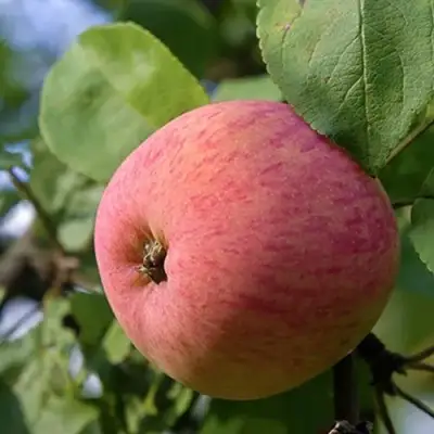 Яблоня МЕЛБА в Самохваловичи