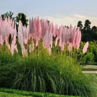 Кортадерия розовая (пампасная трава) в Самохваловичи