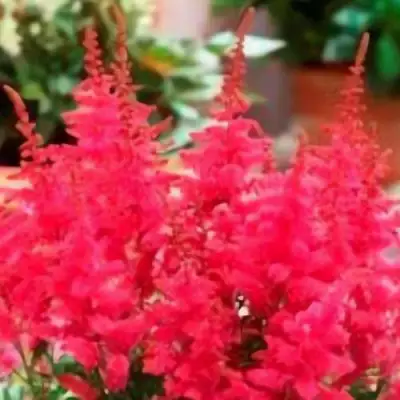 Астильба ЮНИК КАРМИН гибридная в Самохваловичи