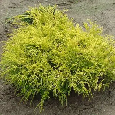 Кипарисовик ГОЛДЕН МОП горохоплодный в Самохваловичи