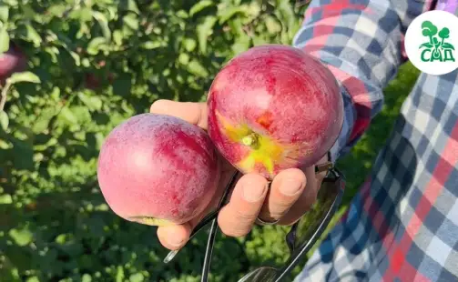 Превью видео