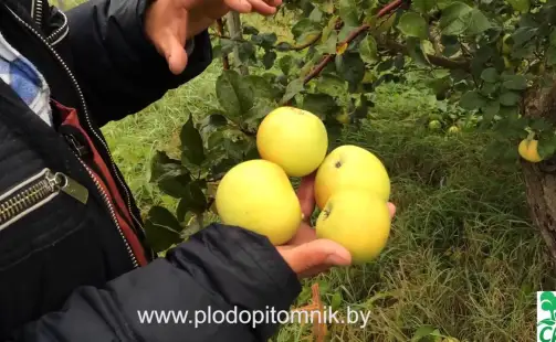 Превью видео